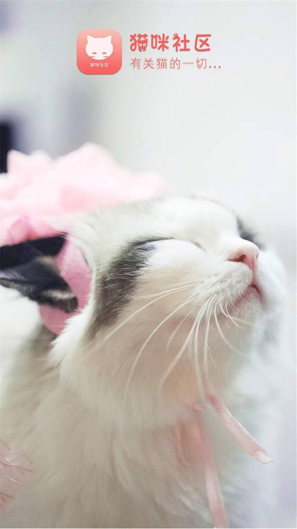猫咪社区app旧版