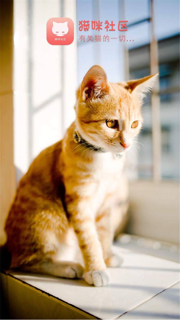 猫咪社区app旧版