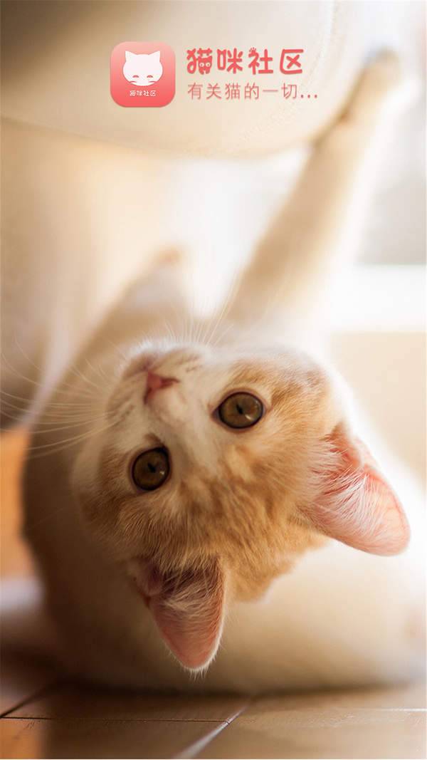 猫咪社区app旧版