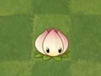 植物大战僵尸2国际服正版