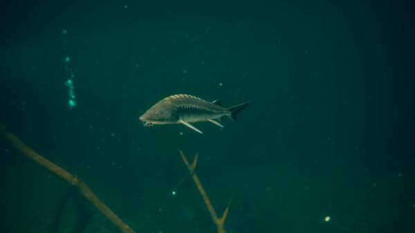 终极钓鱼模拟2安卓版