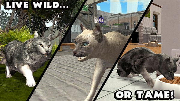 终极猫模拟器无限经验版